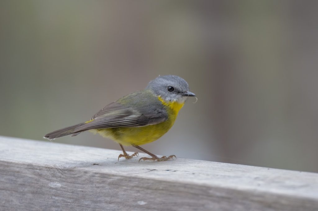 eastern yellow robin, robin, bird-7425047.jpg